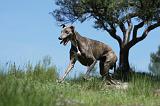 GREYHOUND 128
